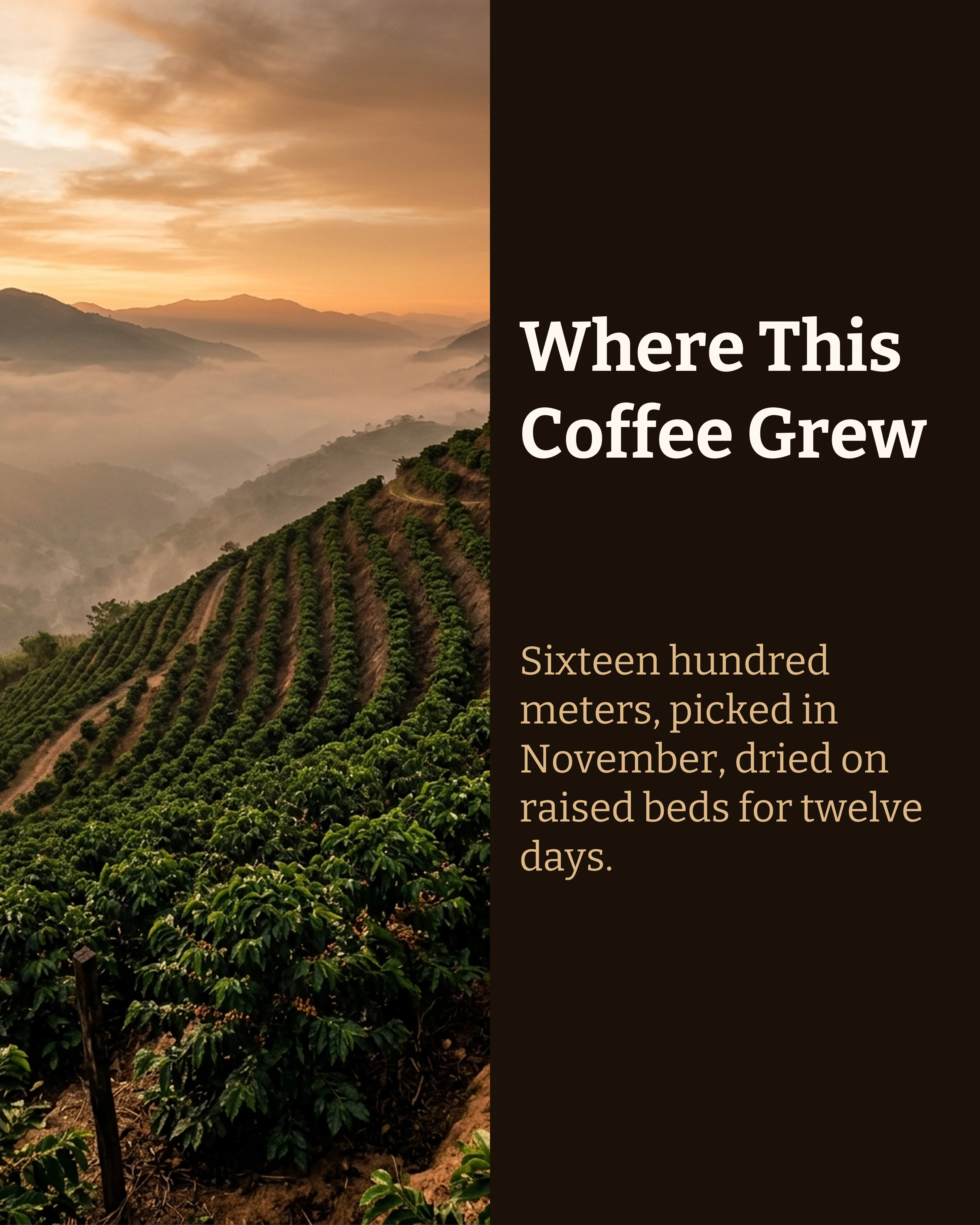 Split layout slide about the farm the coffee comes from