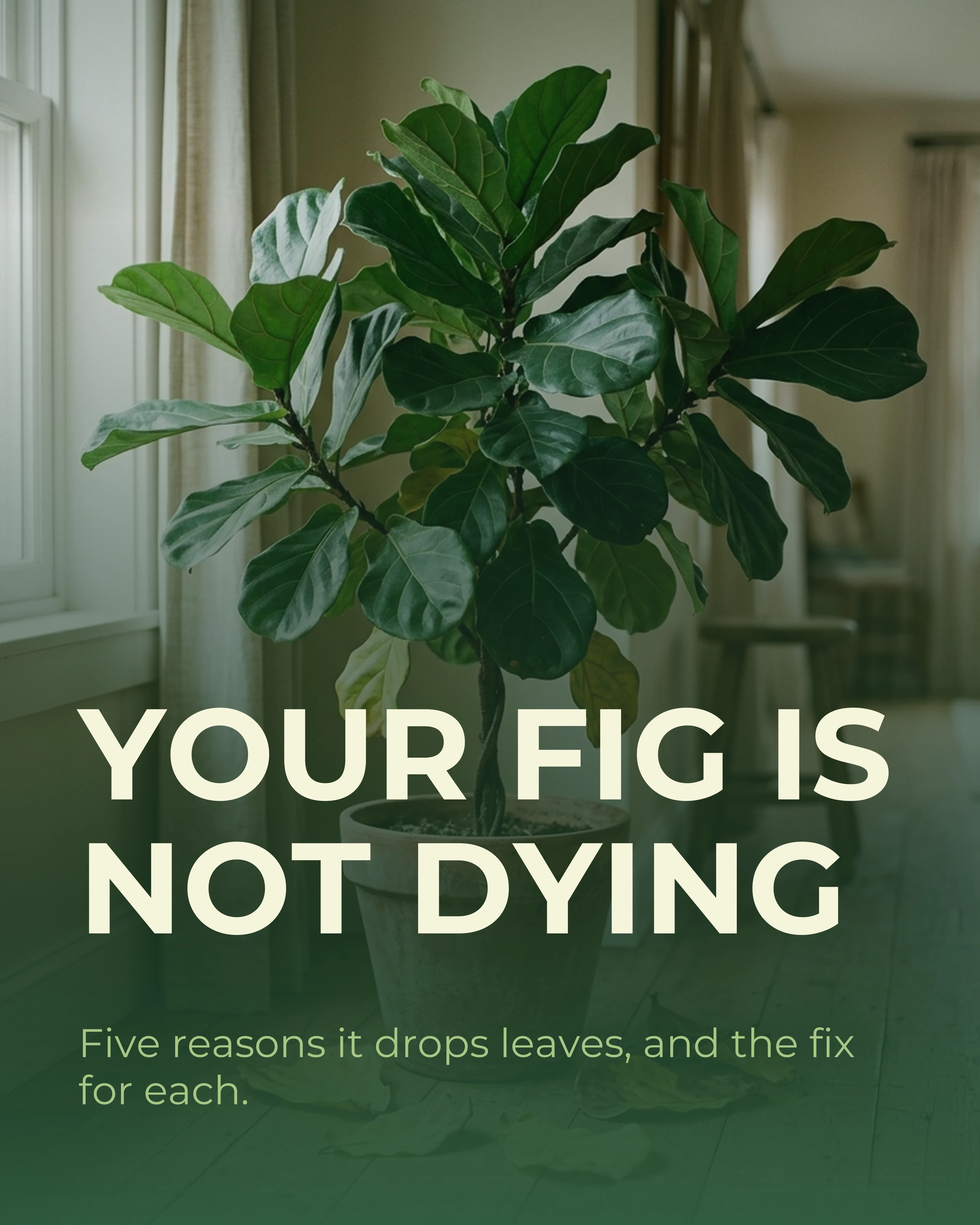 Cover slide: your fig is not dying