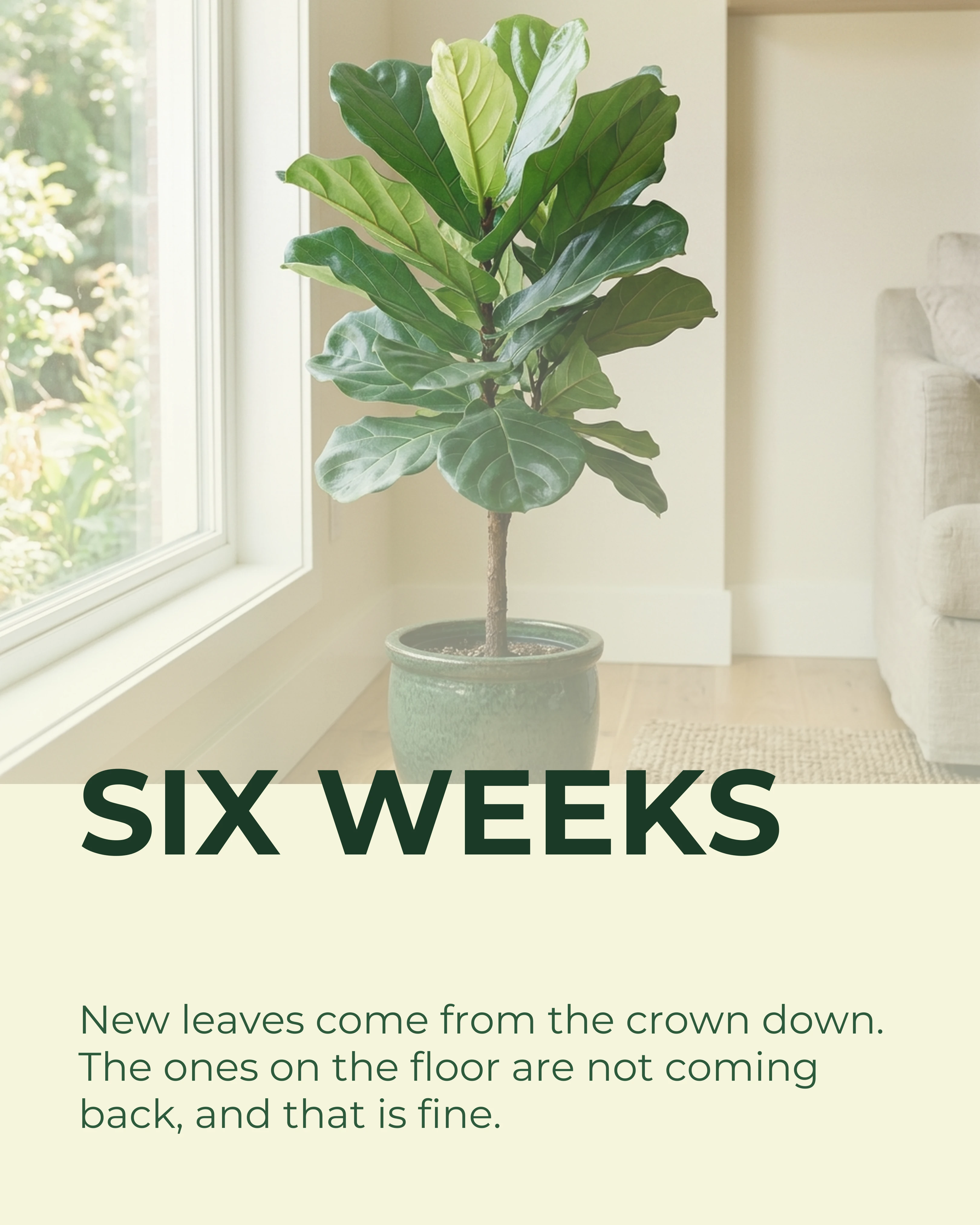 Slide seven: six weeks