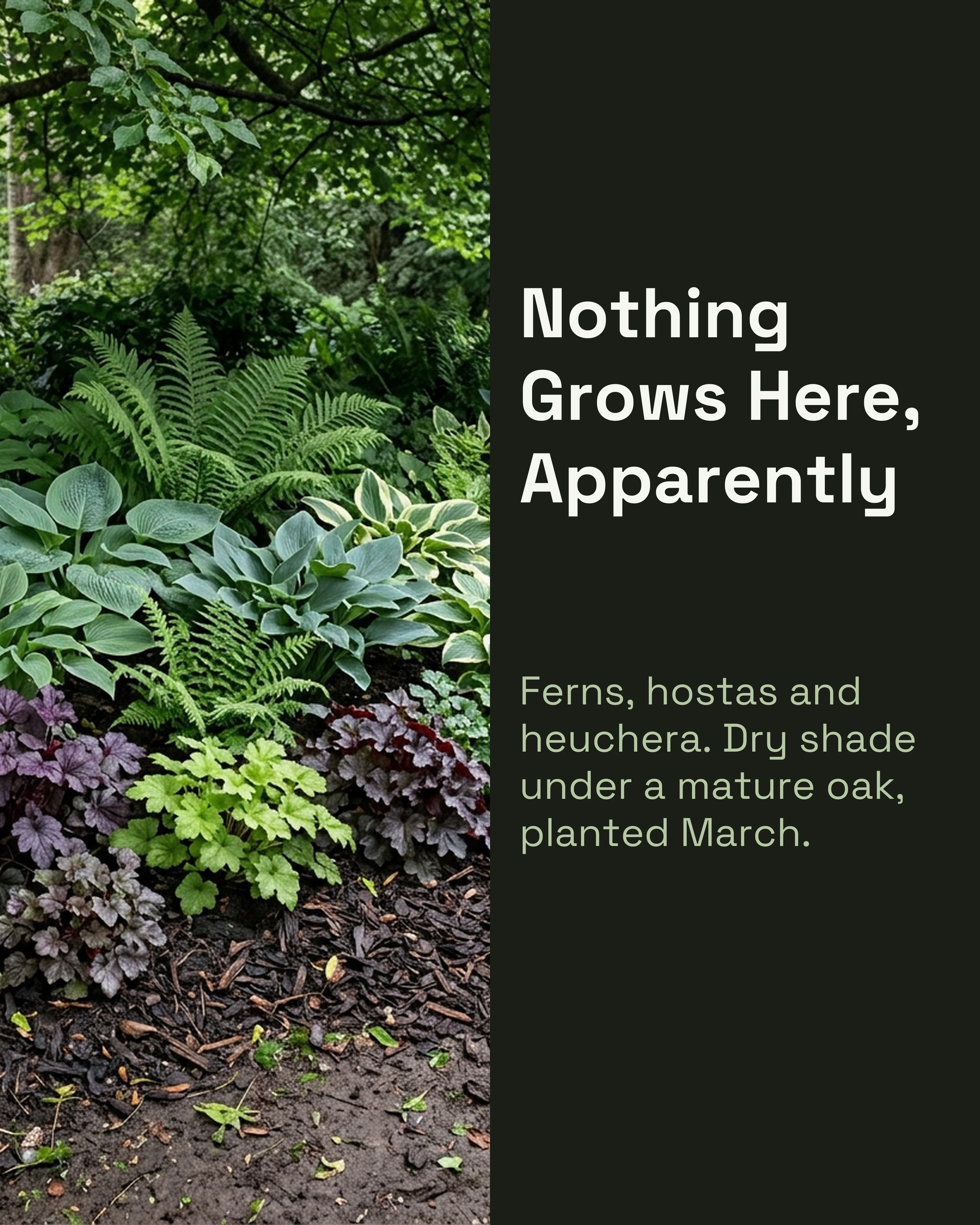 Shade planting choice guide slide