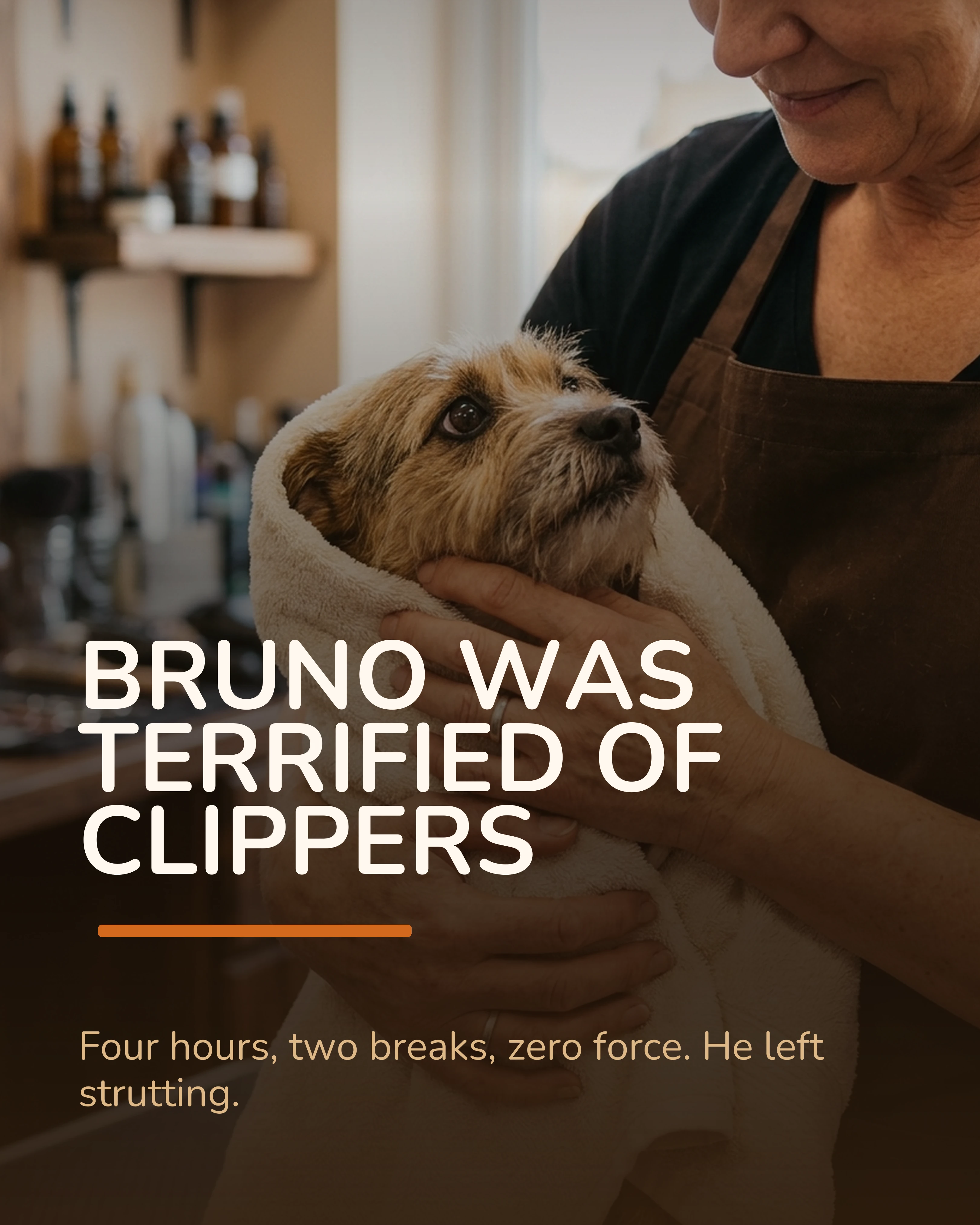 Groomer calming a nervous rescue dog carousel slide