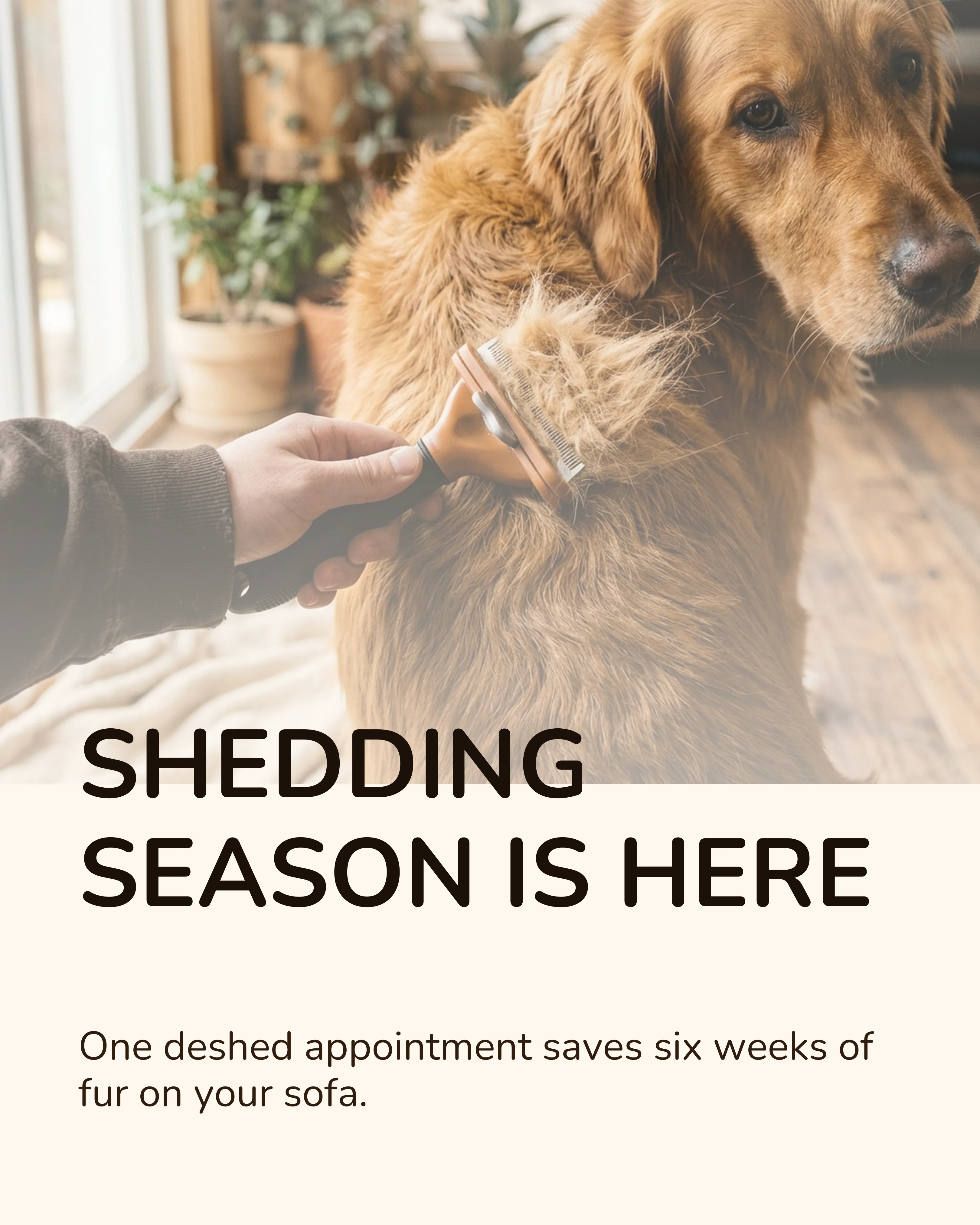 Deshedding a golden retriever seasonal reminder carousel slide