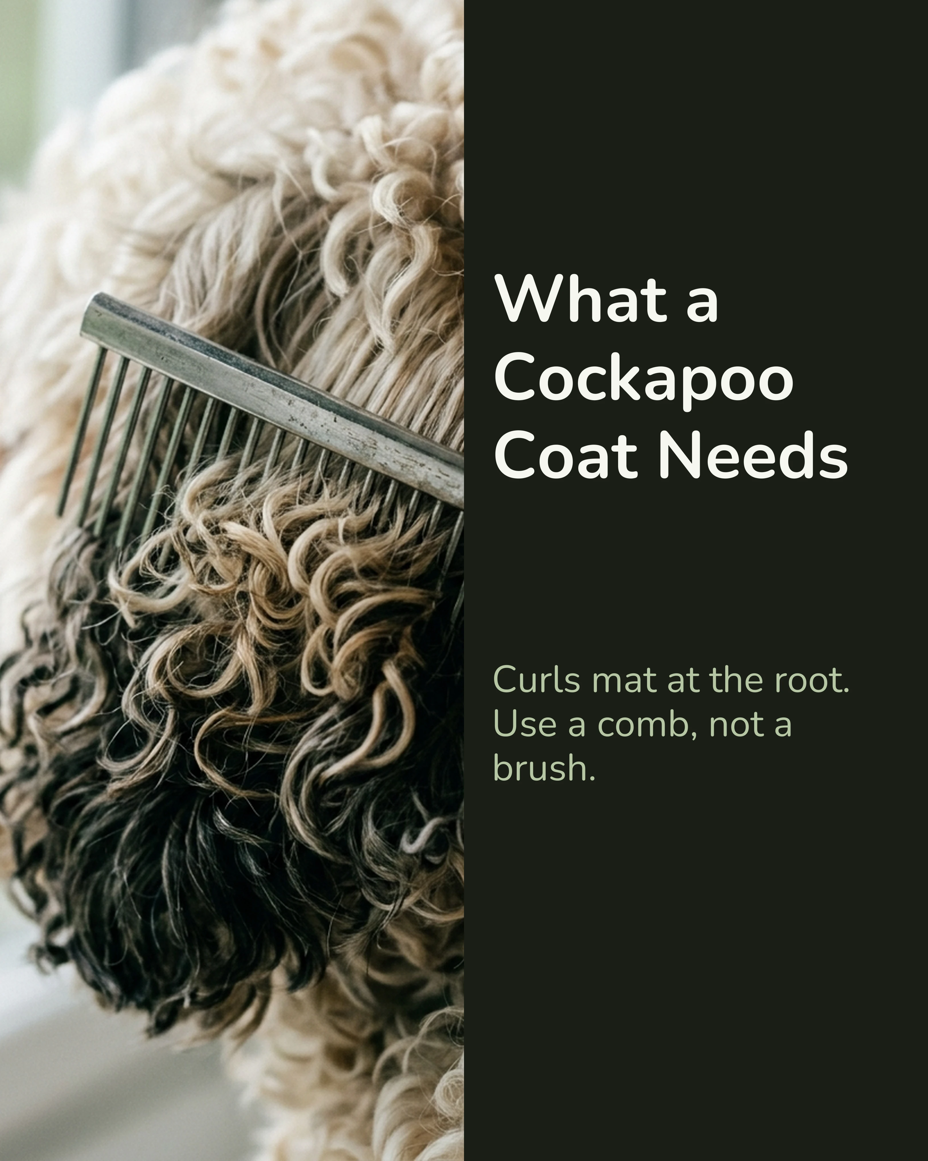 Cockapoo coat combing breed guide carousel slide