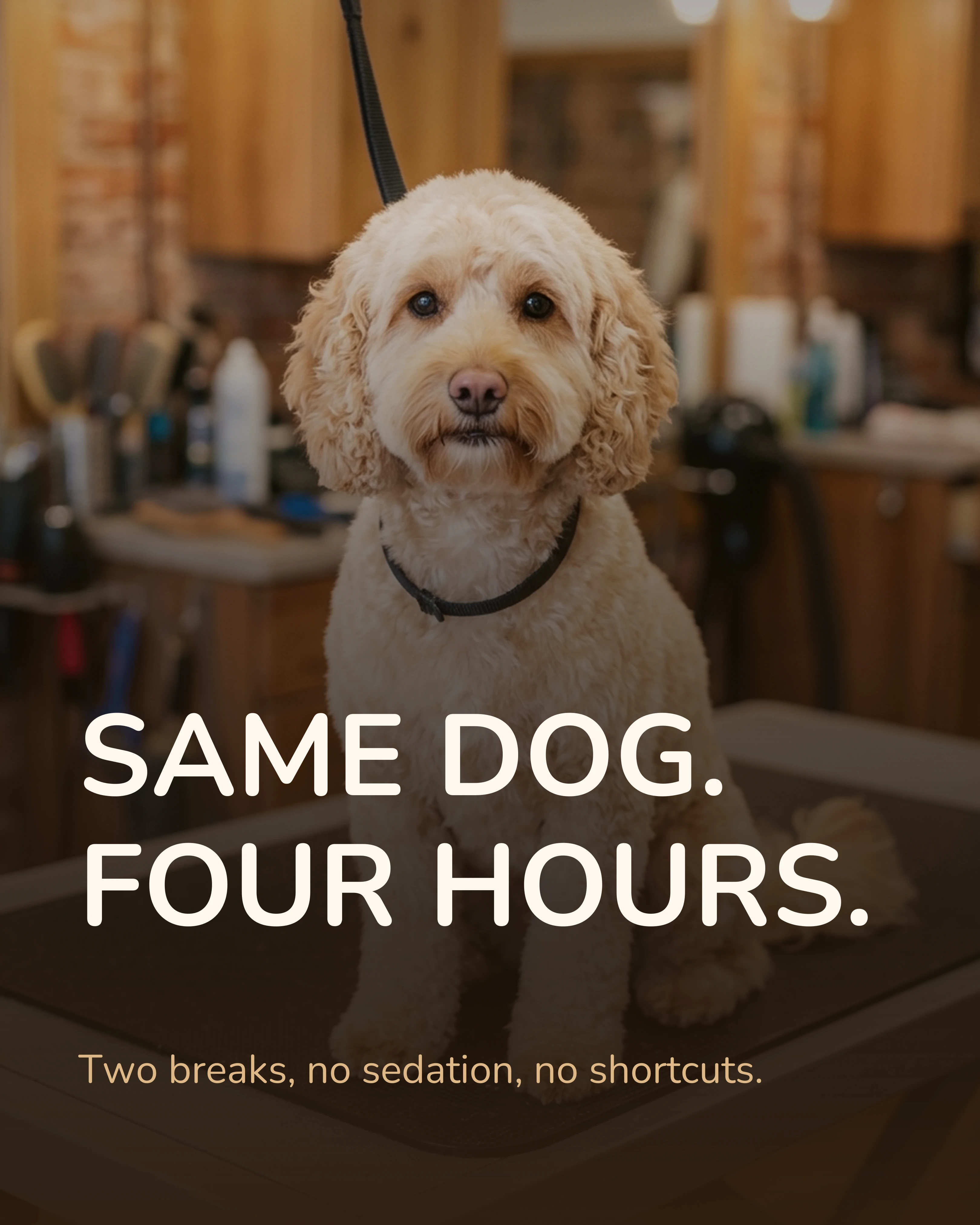 The reveal: same dog, four hours later