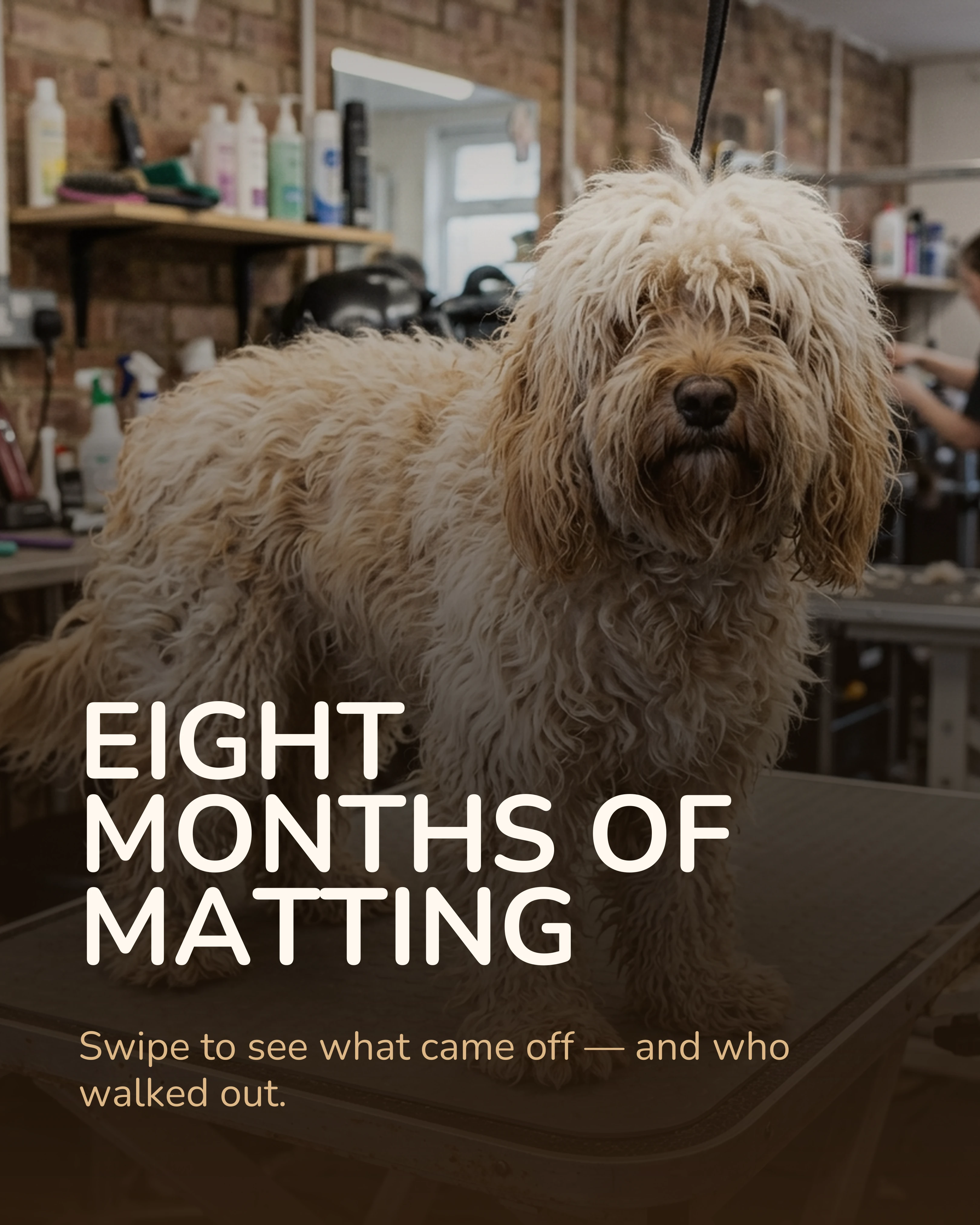 Cover slide: matted cockapoo, eight months of matting